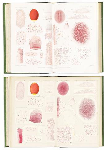 (NATURAL HISTORY -- MARINE SPONGE PHYSIOLOGY.) Yves Delage. Embryogenie des Eponges.